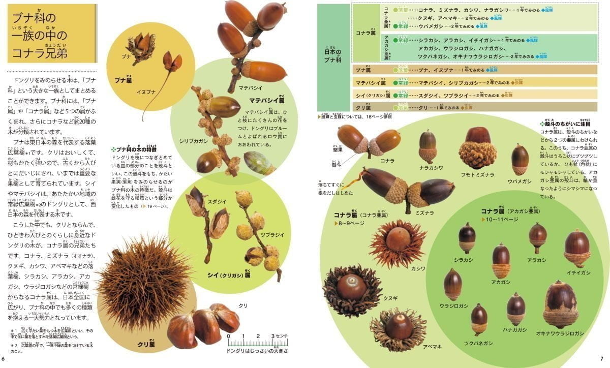 絵本「校庭の木・野山の木5 ドングリ(コナラ)の絵本」の一コマ3