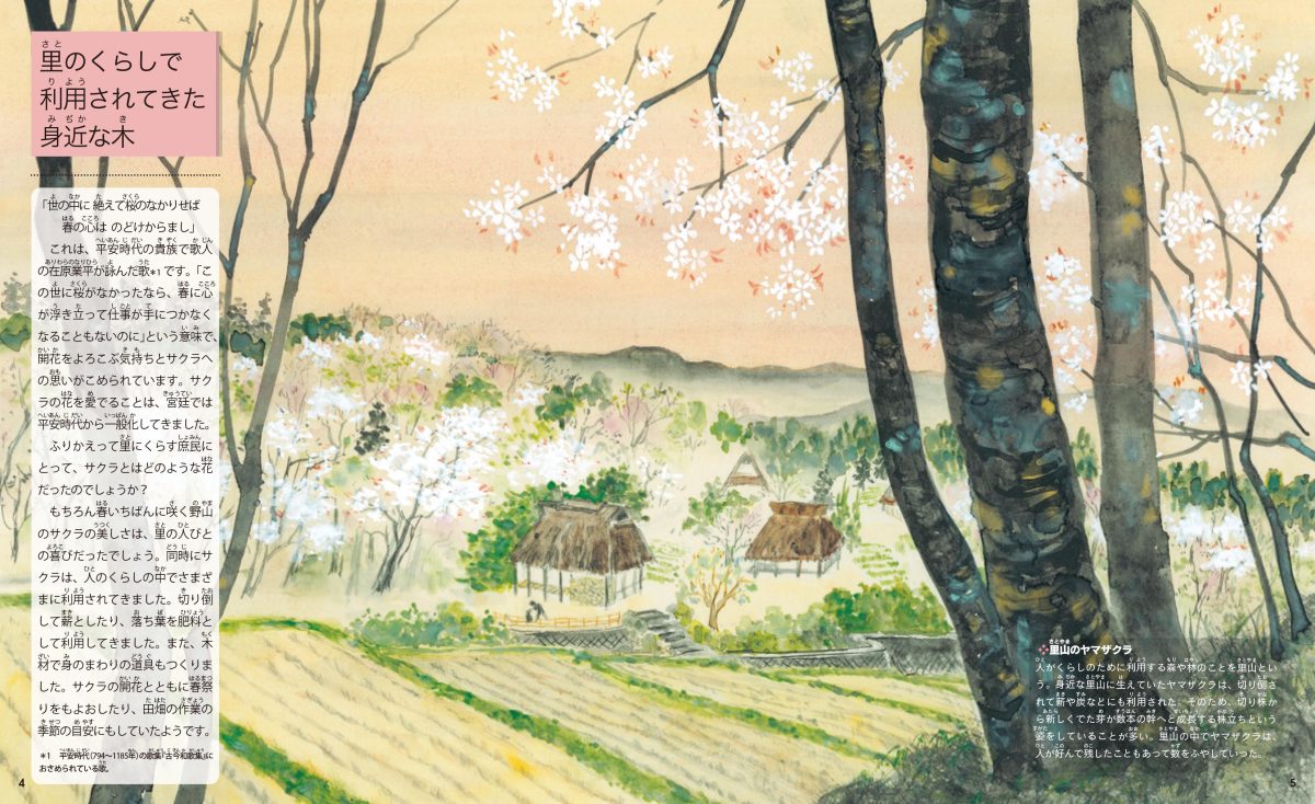 絵本「校庭の木・野山の木1 サクラの絵本」の一コマ2