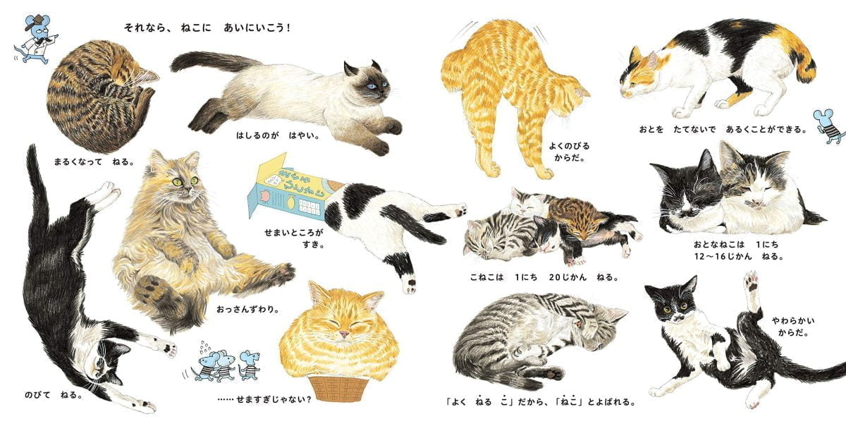 絵本「ねこのずかん」の一コマ