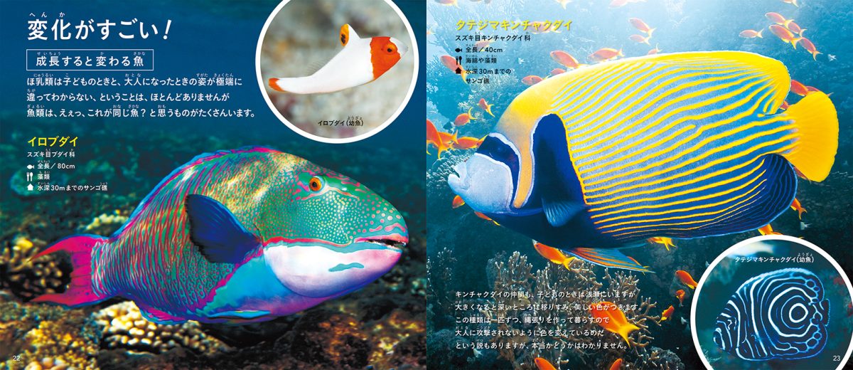 絵本「きれいですごい魚」の一コマ3