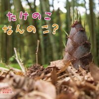 絵本「たけのこ なんのこ？」の表紙（サムネイル）