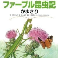 絵本「ファーブル昆虫記 かまきり」の表紙（サムネイル）