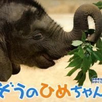 絵本「ぞうのひめちゃん」の表紙（サムネイル）