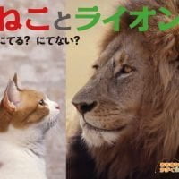 絵本「ねことライオン にてる？ にてない？」の表紙（サムネイル）