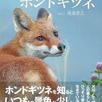 絵本「となりのホンドギツネ」の表紙（サムネイル）