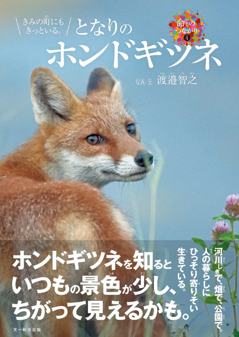 絵本「となりのホンドギツネ」の表紙（詳細確認用）（中サイズ）