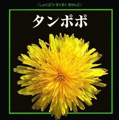 絵本「タンポポ」の表紙（詳細確認用）（中サイズ）