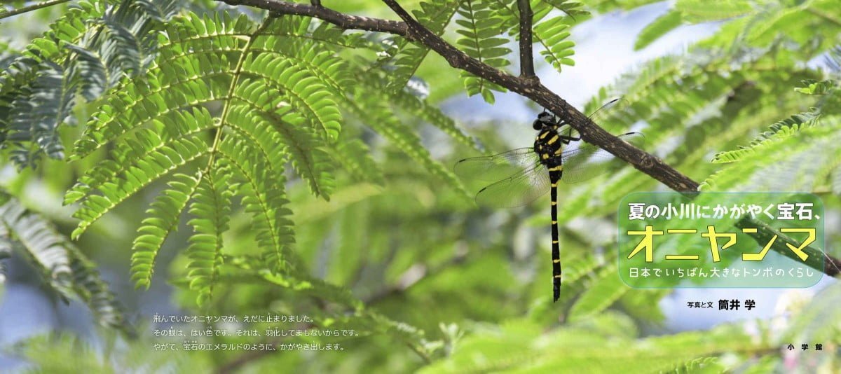 絵本「夏の小川にかがやく宝石、オニヤンマ」の一コマ2