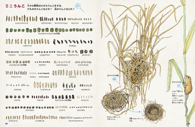 絵本「くらべた・しらべた野山のいろいろ うんこ図鑑」の一コマ2