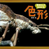 絵本「栗林さんの虫めがね ４ 色形」の表紙（サムネイル）