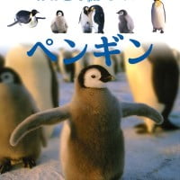 絵本「ペンギン」の表紙