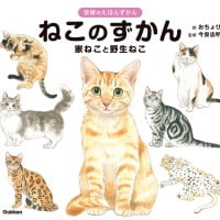 絵本「ねこのずかん」の表紙（サムネイル）