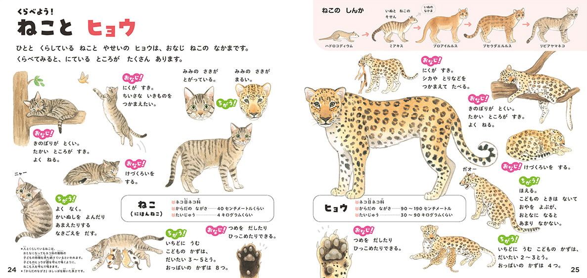 絵本「ねこのずかん 家ねこと野生ねこ」の一コマ5