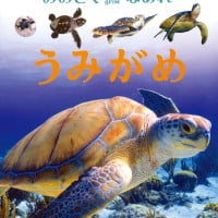 絵本「うみがめ」の表紙（サムネイル）