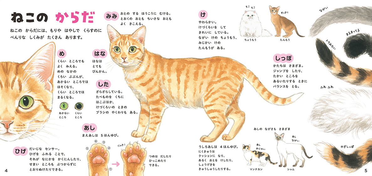 絵本「ねこのずかん 家ねこと野生ねこ」の一コマ