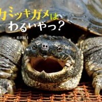 絵本「カミツキガメは わるいやつ？」の表紙（サムネイル）