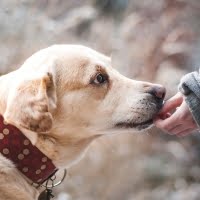 盲導犬が登場する絵本特集（サムネイル）