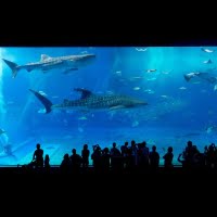 水族館がテーマの絵本特集（サムネイル）