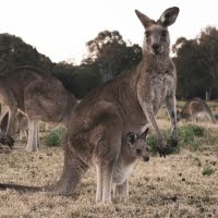 カンガルーが登場する絵本特集（サムネイル）