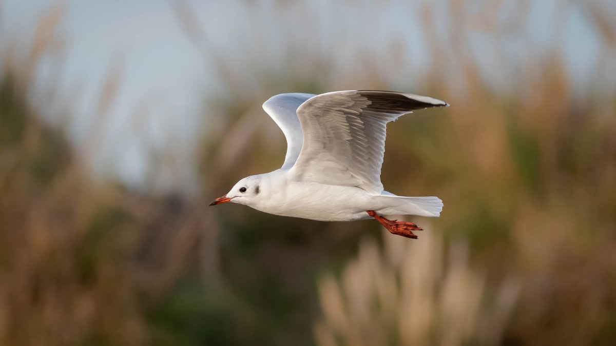 鳥が登場する絵本特集（大サイズ）