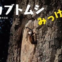 絵本「カブトムシみっけ！」の表紙（サムネイル）