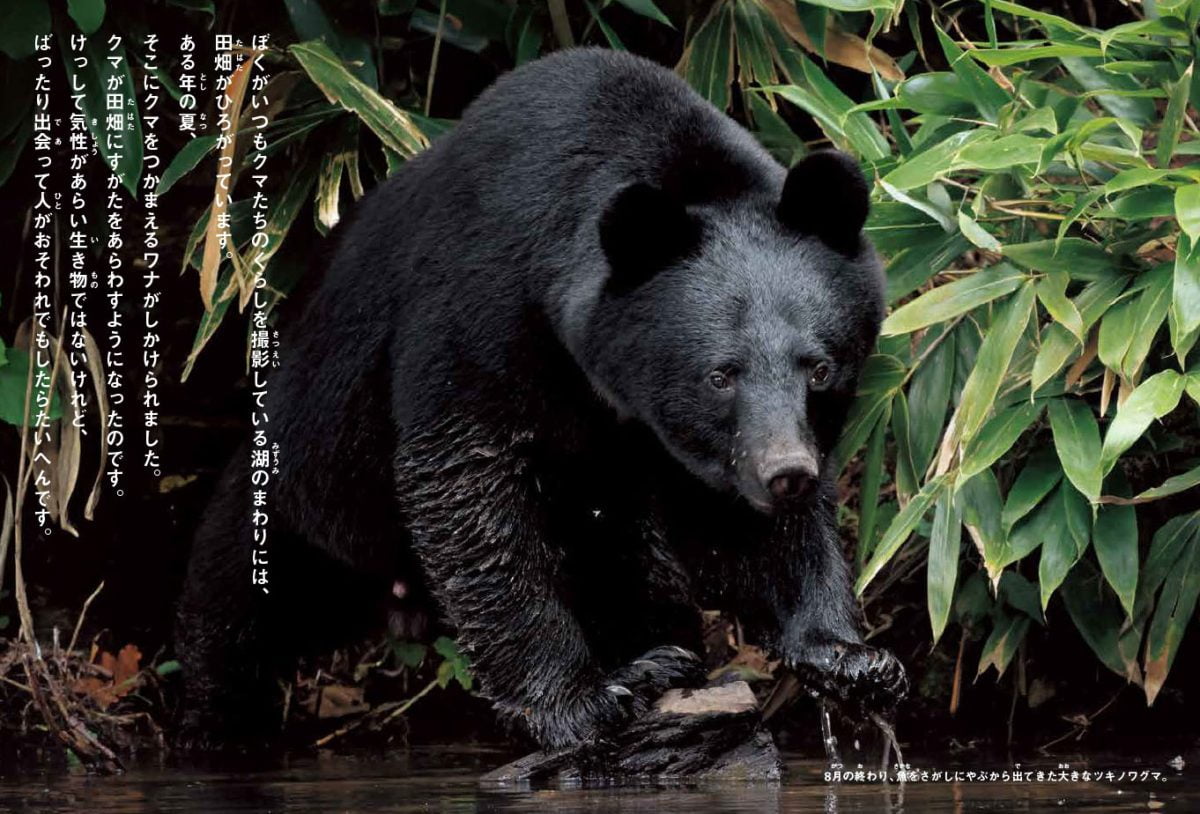 絵本「ともに生きる 山のツキノワグマ」の一コマ5