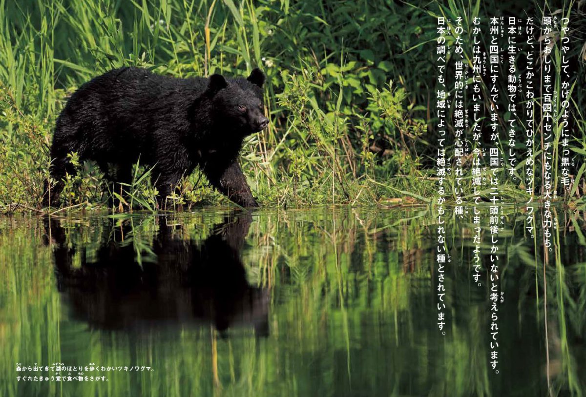 絵本「ともに生きる 山のツキノワグマ」の一コマ2