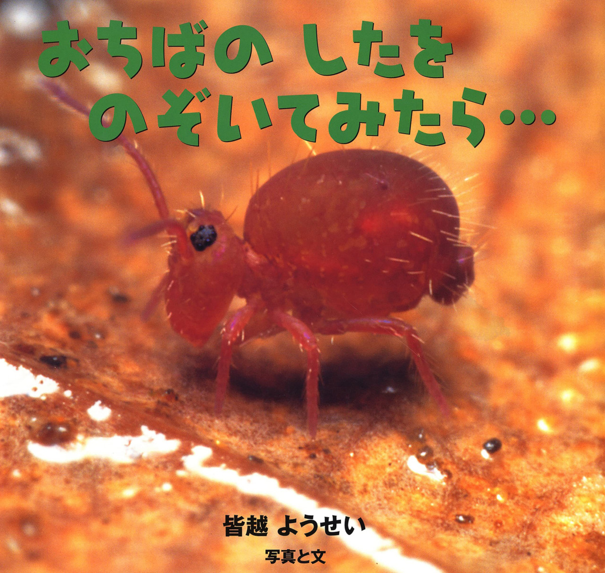 絵本「おちばのしたをのぞいてみたら・・・」の表紙（大サイズ）