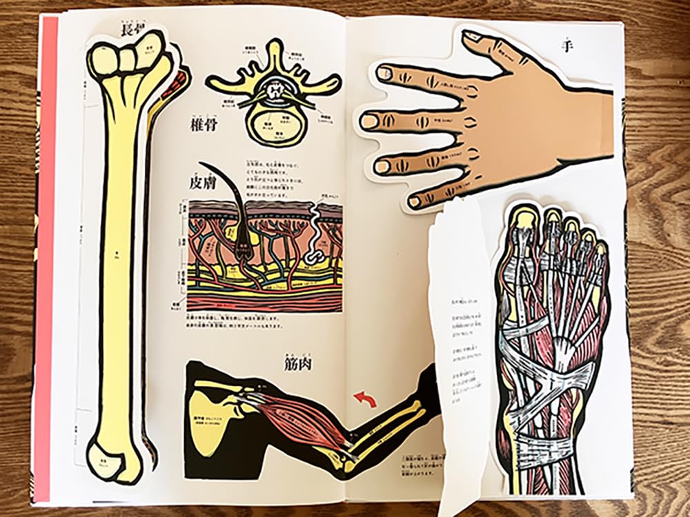 絵本「めくれる! しかけ図鑑絵本 にんげんのからだ」の中面3