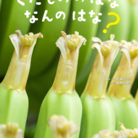 絵本「くだもののはな なんのはな？」の表紙（サムネイル）