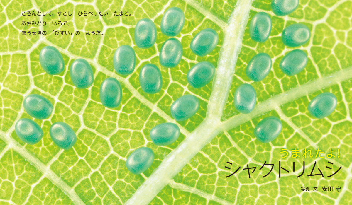 絵本「うまれたよ！ シャクトリムシ」の中面