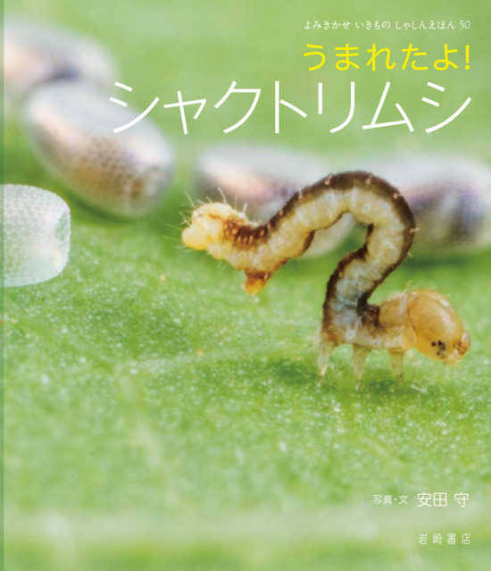 絵本「うまれたよ！ シャクトリムシ」の表紙（全体把握用）（中サイズ）