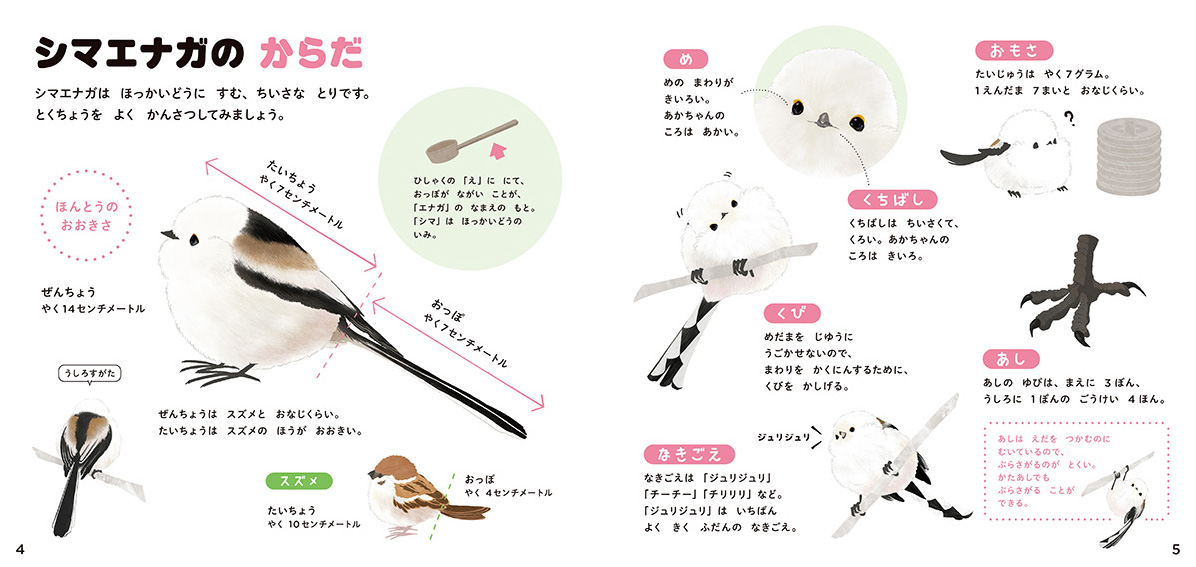 絵本「シマエナガのずかん」の中面