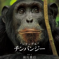絵本「ジャングル チンパンジー」の表紙（サムネイル）