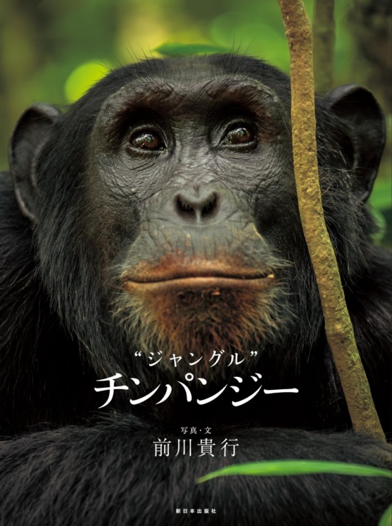 絵本「ジャングル チンパンジー」の表紙（全体把握用）（中サイズ）