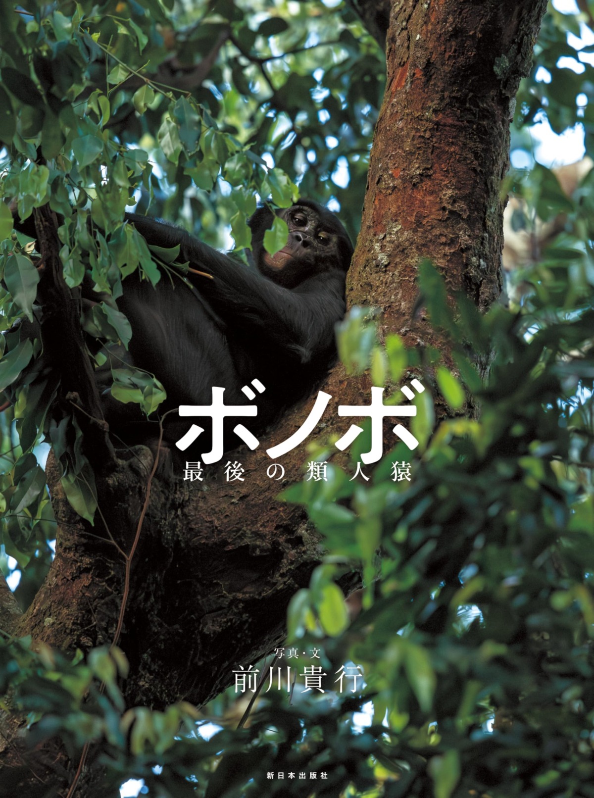 絵本「ボノボ 最後の類人猿」の表紙（大サイズ）