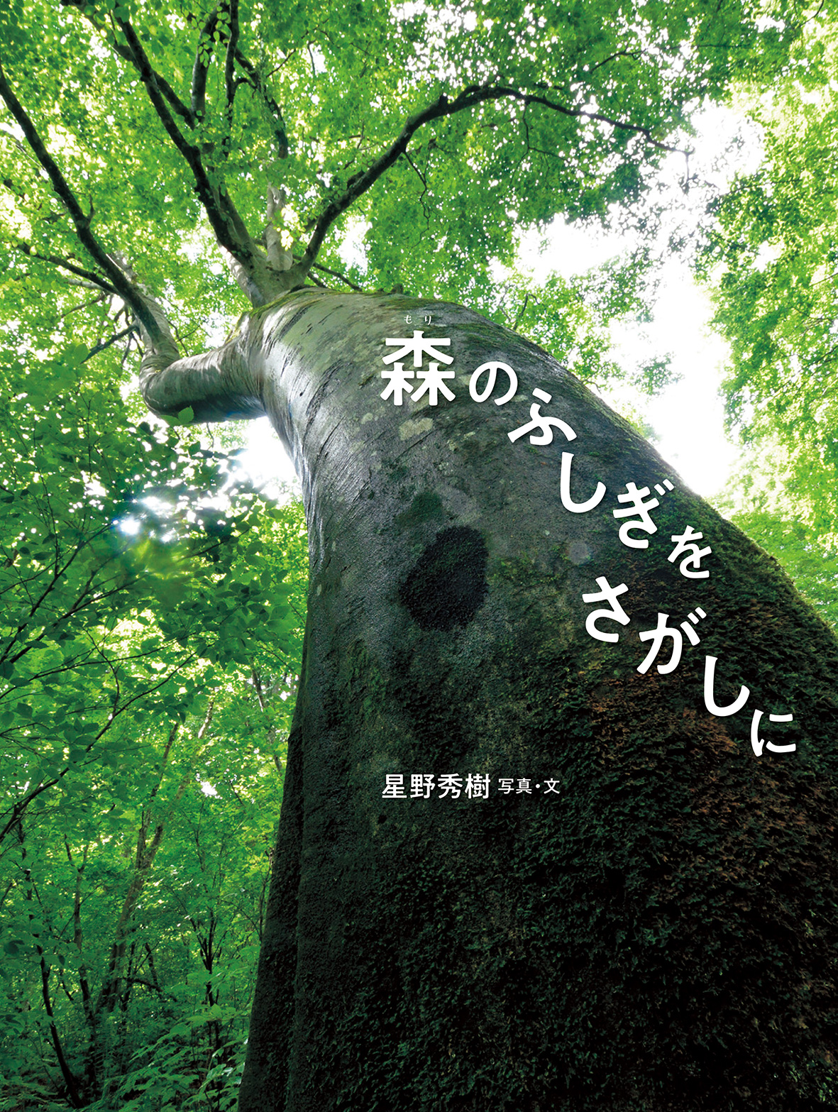 絵本「森のふしぎをさがしに」の表紙（大サイズ）