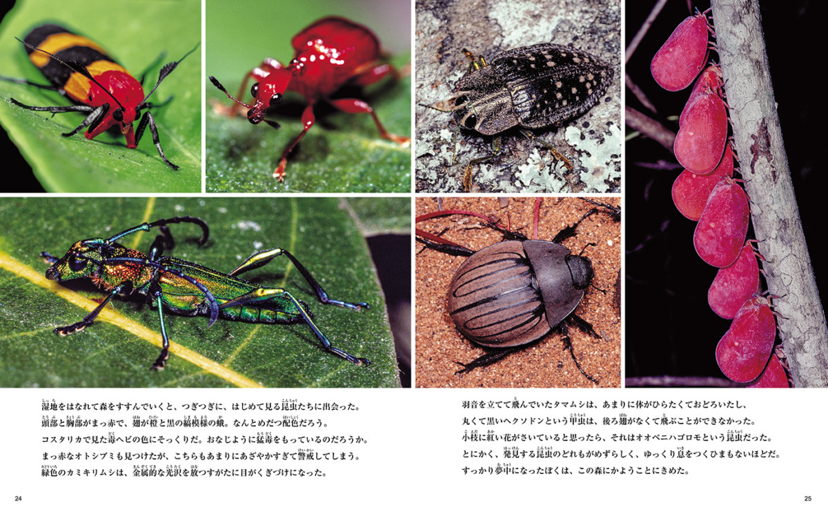 絵本「マダガスカル島へ」の中面2