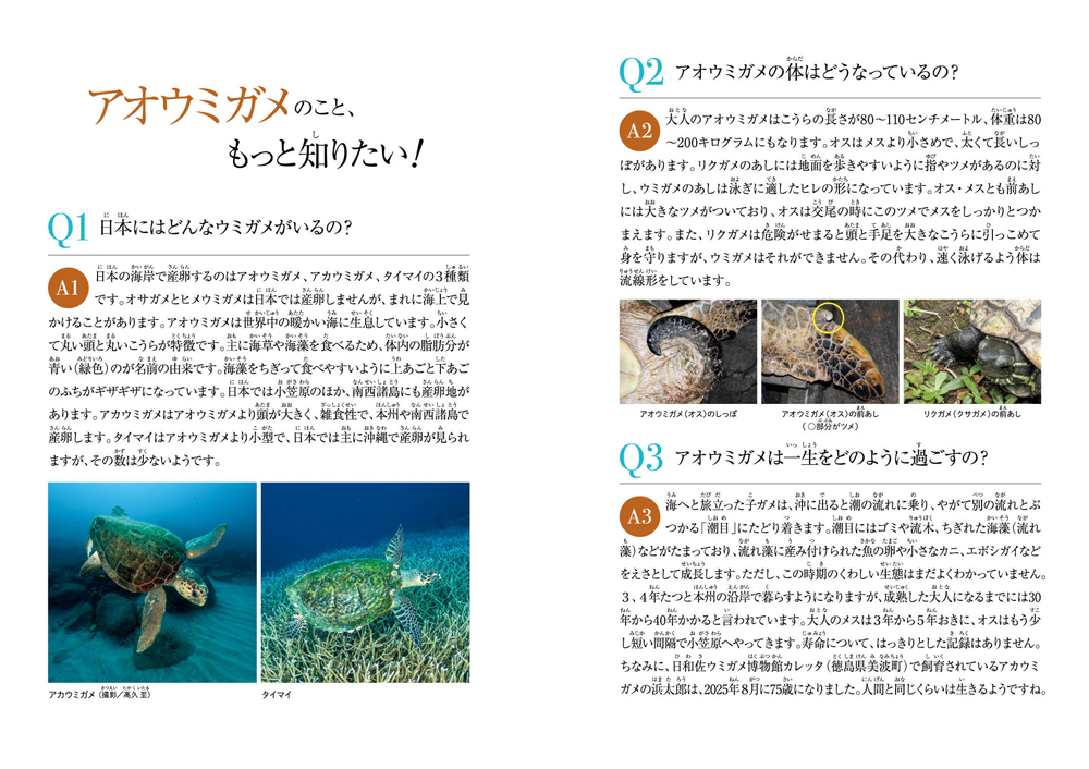 絵本「小笠原諸島・父島 アオウミガメの帰る島」の中面4