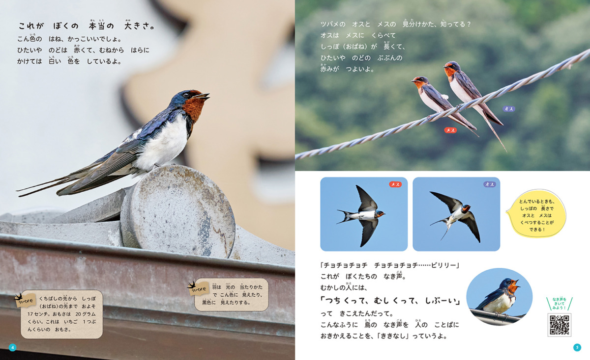 絵本「ツバメ」の中面2