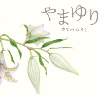 絵本「やまゆり」の表紙（サムネイル）