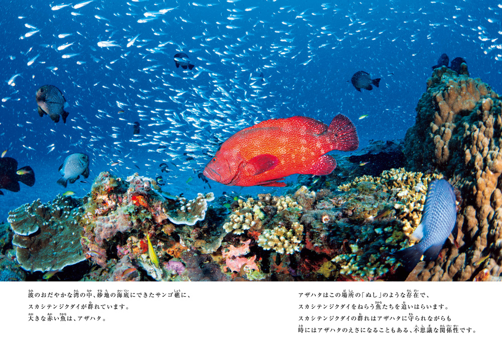 絵本「小笠原諸島・父島 アオウミガメの帰る島」の中面2