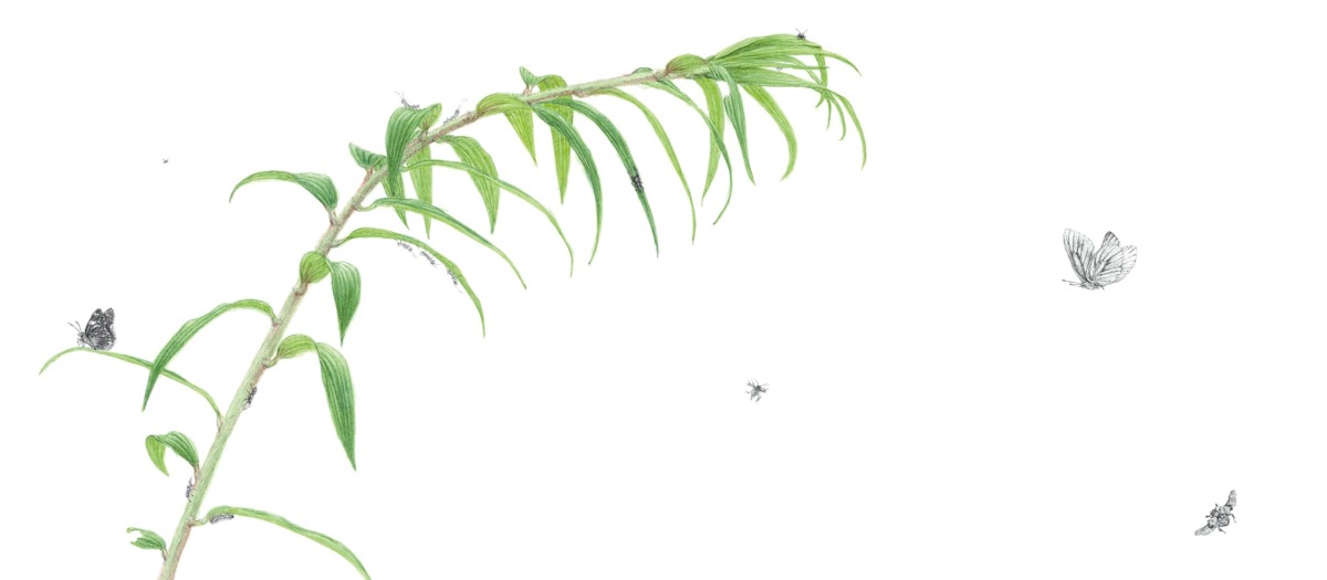 絵本「やまゆり」の中面4