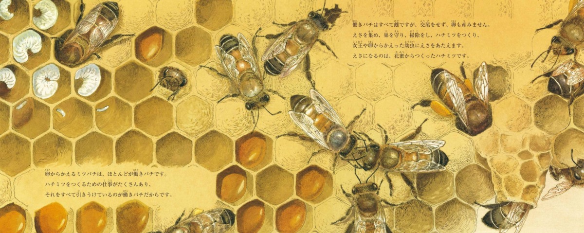 絵本「ハチミツとミツバチ」の中面2