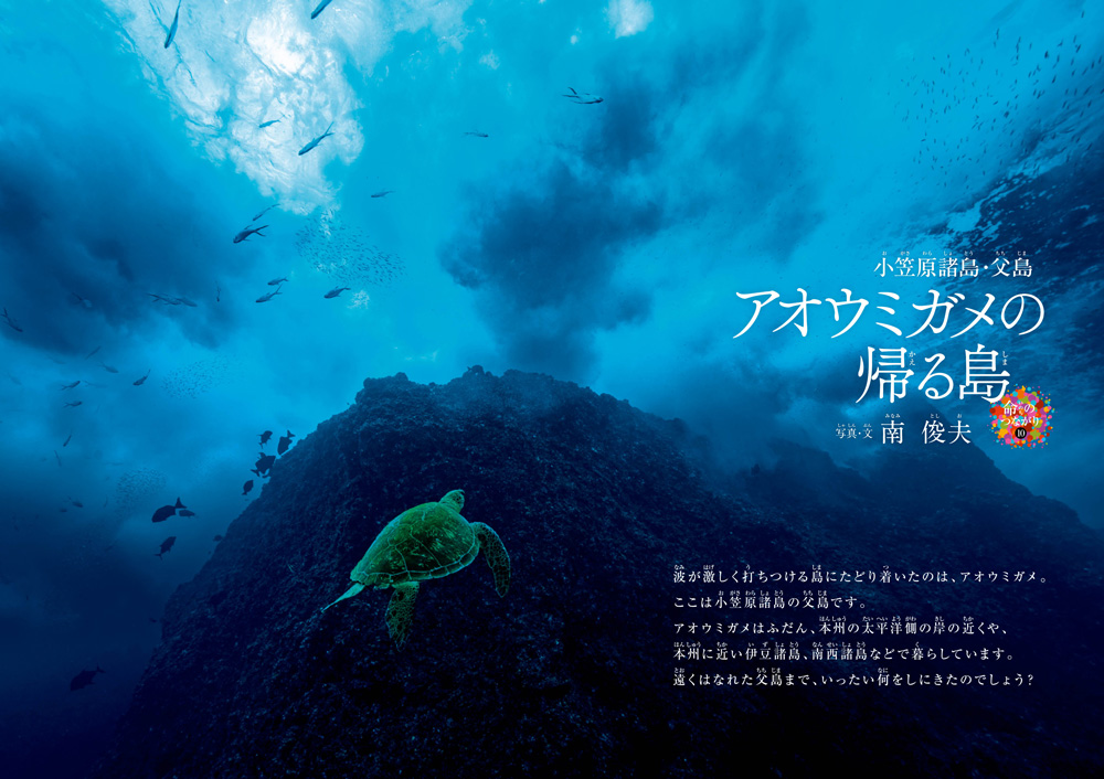 絵本「小笠原諸島・父島 アオウミガメの帰る島」の中面